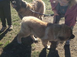 Frankie, 4 month old leonburger and Augusta and adult in the background.
