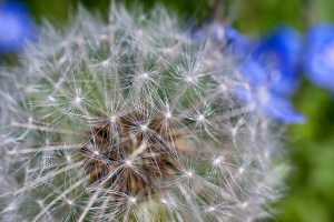 Macro of a dandelion flower with a still intact cluster of white florets. In the background there are several blurred violet flowers.